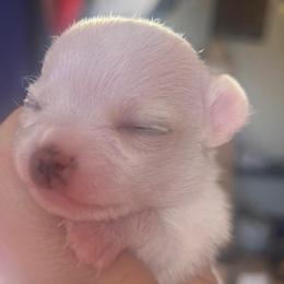Divinity (Diva for short) - White female Chihuahua puppy in New Castle, Delaware from Sasha’s Elite Kennel LLC
