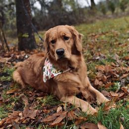 Rosie - Golden Retriever