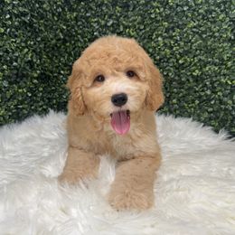Toffee - Brown and white male Sheepadoodle puppy in Los Angeles, California from Exquisite Doodles