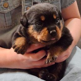 2nd Pick Female - Black and tan female Rottweiler puppy in Menifee, California from Von Der Hing Rottweilers