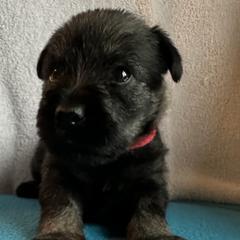 Girl 4 - female Standard Schnauzer puppy in Medina, Ohio from Nordic Sky- Standard Schnauzers