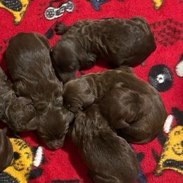 Goldendoodle puppies from Az Adorable Doodles