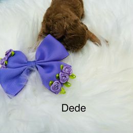 Pekingese and Poodle Puppies from Dogs lovers