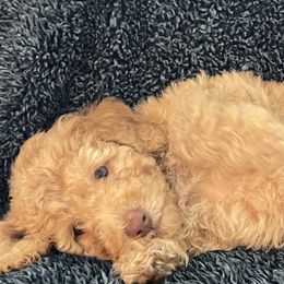 Goldendoodle and Poodle Puppies from Duffey’s IncrediDoodles