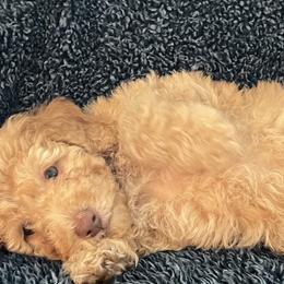 Goldendoodle and Poodle Puppies from Duffey’s IncrediDoodles