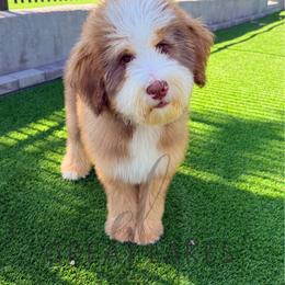 Dean - Sable male Bernedoodle puppy in Baroda, Michigan from Great Lakes Bernedoodles