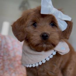 Magnolia - Red  female Goldendoodle puppy in Queen Creek, Arizona from Sunny Doodles