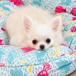 White Angel, price 9980(show quality) - White female Chihuahua puppy in Santa Rosa Beach, Florida from Eva's Chihuahua