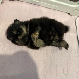 Girl 4 - Black and tan female Pomeranian puppy in Fort Jones, California from High Rocking Pom Poms