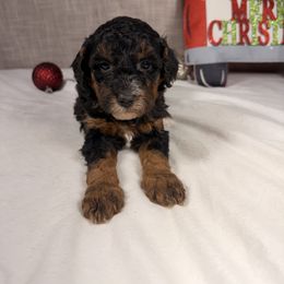Cheer - Phantom female Goldendoodle puppy in Luana, Iowa from Country View Bernedoodles and Goldendoodles