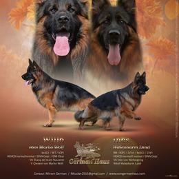 German Shepherd puppies from German Haus German Shepherds LLC