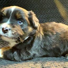 Onyx - Black tri male Toy Australian Shepherd puppy in Pryor Creek, Oklahoma from DK’s Littles & Co