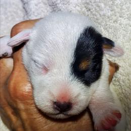 Fluffy man - Tri-color male Jack Russell Terrier puppy in California from Kimberlite