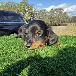 Light Blue Boy - Black and tan male Dachshund puppy in Apopka, Florida from The HotDog Stand