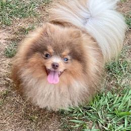 Benrley - Pomeranian