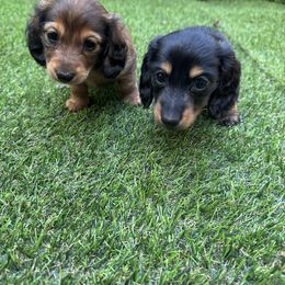 Dachshund Puppies from Mini wienies