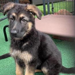 Candy - Black and tan female German Shepherd puppy in Central Florida, Florida from Vom Furstenhund