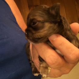 Chocolate with white chest - Chocolate and white female Chihuahua puppy in Amelia, Virginia from Pannell’s Precious Pups