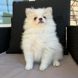 Chai - Cream parti female Pomeranian puppy in San Jacinto, California from Savvypomeranians