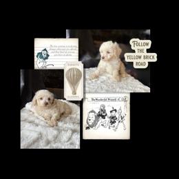 Yorkipoo Puppies from Emerald City Poodles