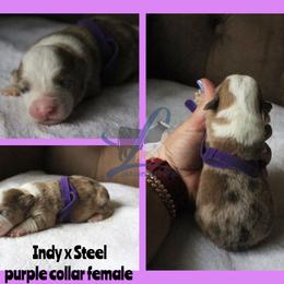 Purple collar - Sable female Pembroke Welsh Corgi puppy in Wayne City, Illinois from Lash Livestock & Corgis