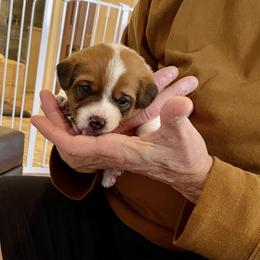 Golden Retriever and Jack Russell Terrier Puppies from Shelby Burleson's Golden Retrievers and Jack Russell Terriers