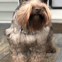 Rudy - Miniature Schnauzer