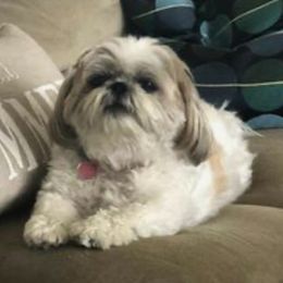 Levi - Shih Tzu