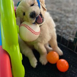 Golden Retriever Puppies from Millport Golden Retriever