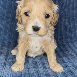 Maddie - Cream female Cockapoo puppy in Bedford, Iowa from Our Father’s Doodles