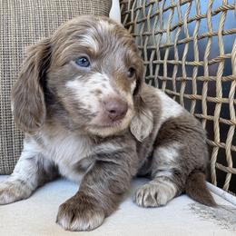 Truffle - Dapple female Dachshund puppy in Bentonville, Arkansas from Boujee Buns Dachshunds
