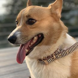 Bitsy - Pembroke Welsh Corgi