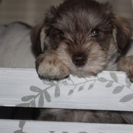 Miniature Schnauzer Puppies from Sassy schnauzers