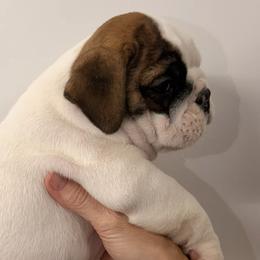 Bulldogs from Southland Bulldogs
