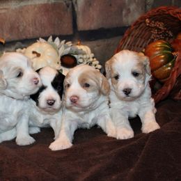 Australian Labradoodle Puppies from Lake Blue Australian Labradoodles