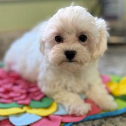 Angelina - White female Maltipoo puppy in Colonial Beach, Virginia from BeachRidge Pups