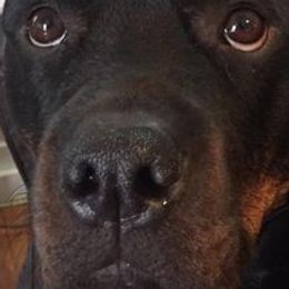 Rottweilers from Susan Reis