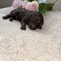 Boy 1 - male Poodle puppy in Winterville, Georgia from Villa Rosa Poodles