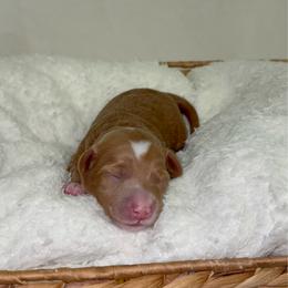 Boo - Red  female Goldendoodle puppy in Mesa, Arizona from AZ River Doodles