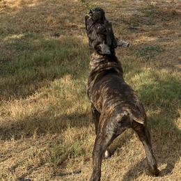 Girl3 - Chestnut brindle female Cane Corso puppy in Granbury, Texas from Revolutions Kennel