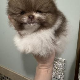 Boy 4 - Chocolate parti male Pomeranian puppy in Channahon, Illinois from Tiny Tots Pomeranians