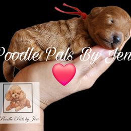 Poodle Puppies from Poodle Pals By Jen