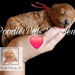Poodle Puppies from Poodle Pals By Jen