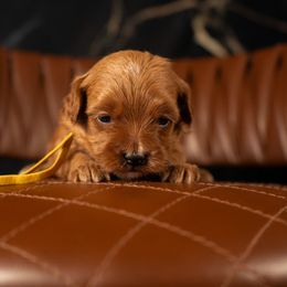 Bernedoodle, Cavapoo, Goldendoodle, and Poodle Puppies from Wasatch Pup