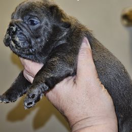 Dachshund and French Bulldog Puppies from Black Thunder 517 Cane Corso and Dachshunds
