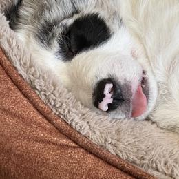 Border Collie Puppies from Roaring River Border Collies