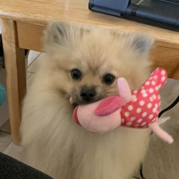 Pomeranian Puppies from Jonna's Poms