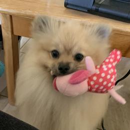 Pomeranian Puppies from Jonna's Poms
