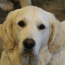 JoJo - Golden Retriever