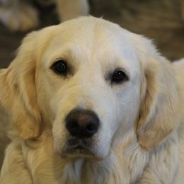 JoJo - Golden Retriever